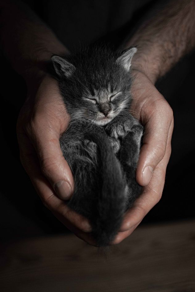 Gatos recién nacidos y alimentación.