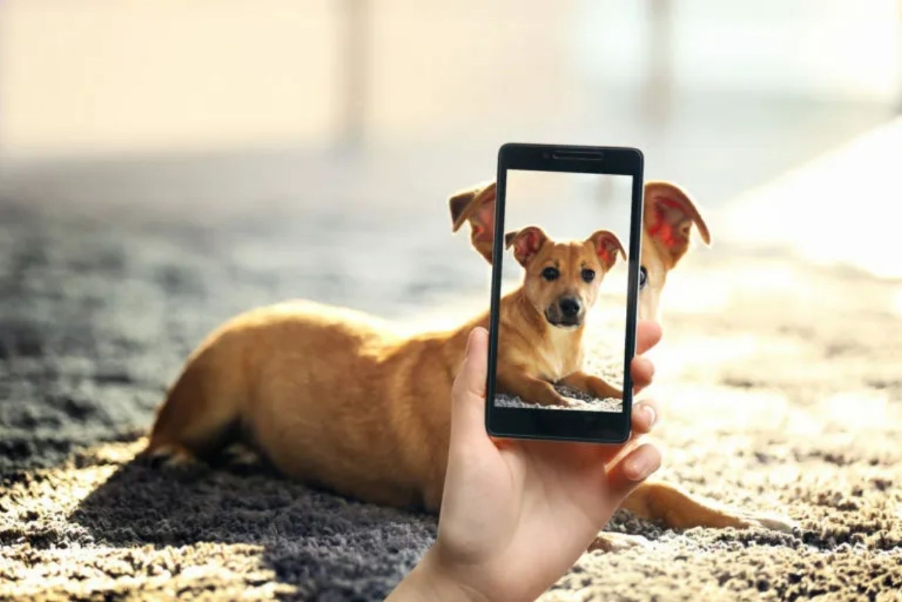 Samsung presentó una función con IA para detectar problemas de salud en mascotas antes de ir al veterinario.
