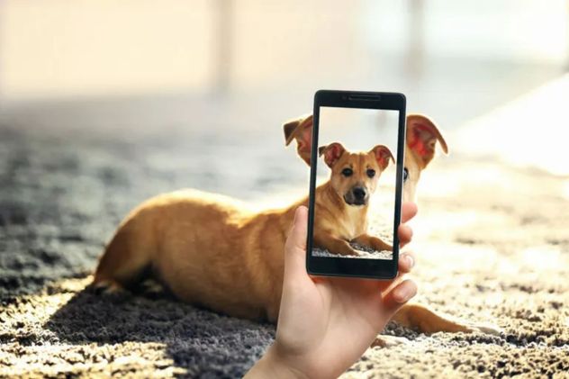 La plataforma Animales BA reúne en un solo lugar herramientas para buscar mascotas perdidas y acceder a distintos servicios gratuitos.