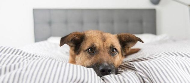 Qué significa que tu perro suspire al acostarse: cuándo es normal y cuándo puede ser una señal de alerta.