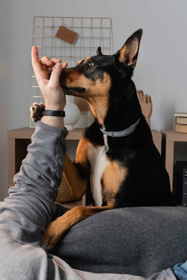 Los perros leen las emociones humanas y obedecen cuando sus dueños están contentos.