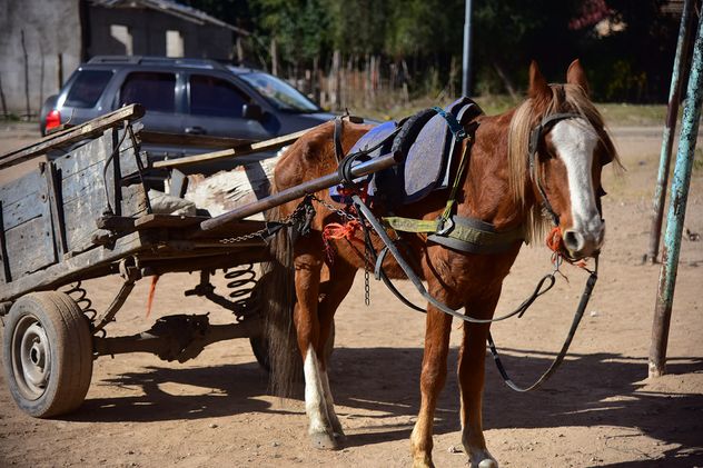 Carreros de la Cooperativa La Igualdad piden que les entreguen los vehículos de carga.