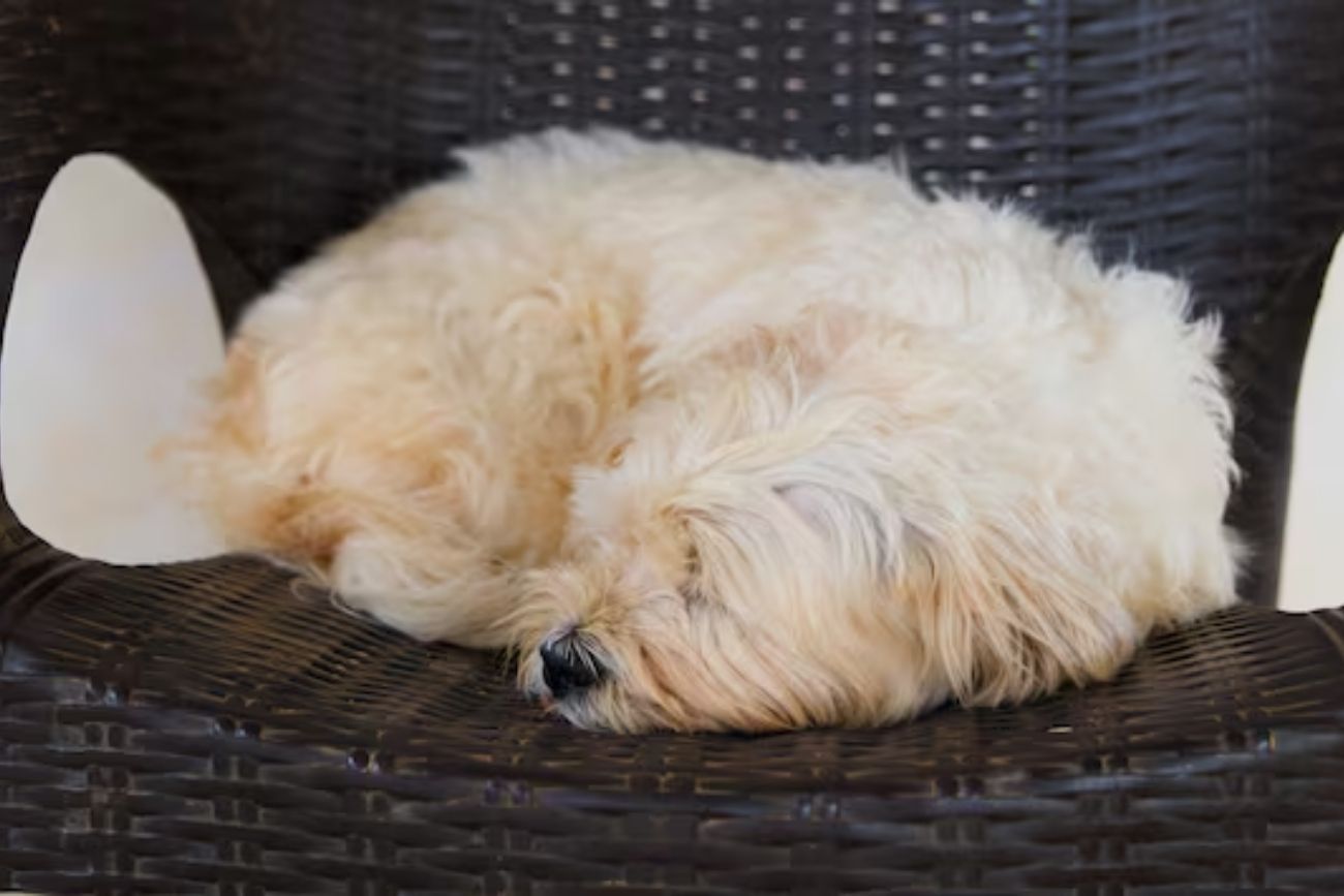 Qué significa que tu perro suspire al acostarse: cuándo es normal y cuándo puede ser una señal de alerta