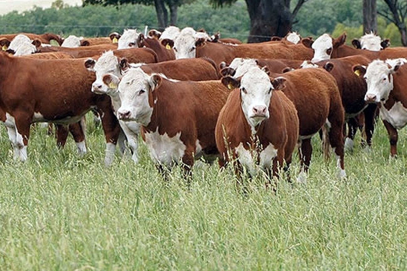 MERCADO MUNDIAL. En los últimos dos años, el precio de la carne vacuna aumentó un 25%.