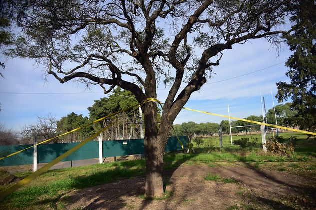 Las cuerdas tensoras que mantienen al árbol al suelo. Foto: Pedro Castillo / La Voz