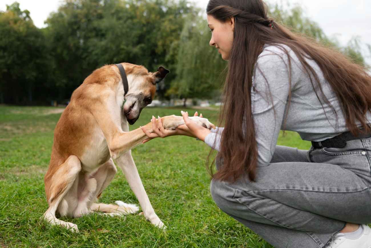 Los perros leen las emociones humanas y obedecen cuando sus dueños están contentos.