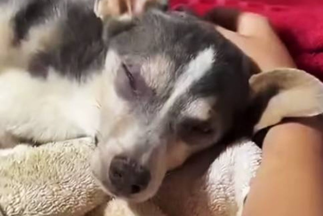 El emotivo rescate de Draco, el perro que sobrevivió 12 días bajo los escombros en La Guaira