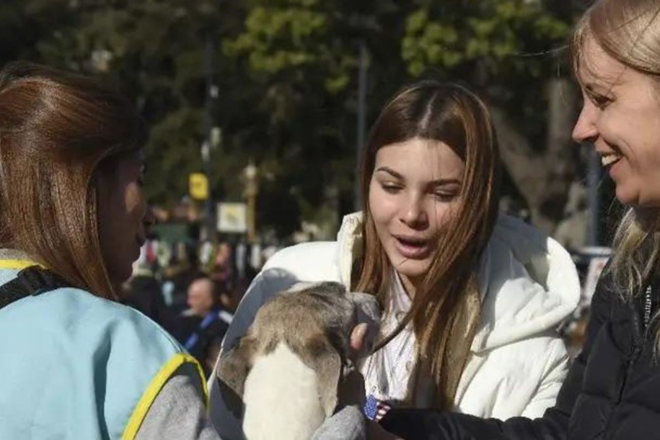 La plataforma Animales BA reúne en un solo lugar herramientas para buscar mascotas perdidas y acceder a distintos servicios gratuitos.