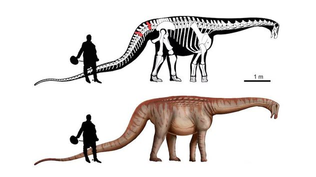 El análisis filogenético ubicó a Mesetasaurus protector dentro de los aeolosaurinos a partir de la comparación de vértebras caudales con otras especies de América del Sur.