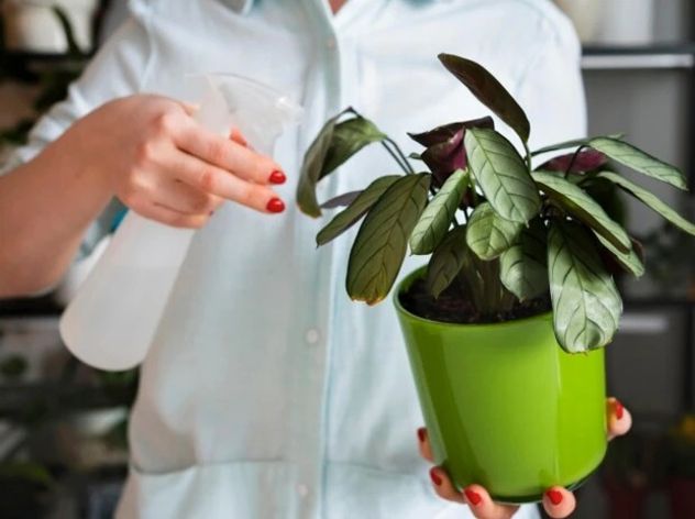 Plantas de interior: por qué dejan de crecer en invierno y cómo cuidarlas para que no se dañen.