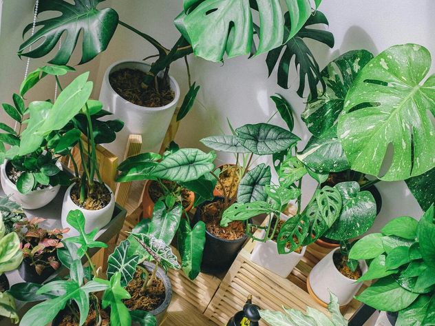 Plantas de interior: por qué dejan de crecer en invierno y cómo cuidarlas para que no se dañen.