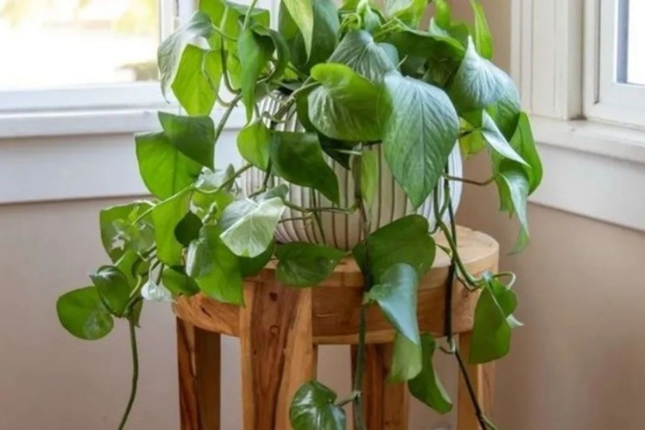 Plantas de interior: por qué dejan de crecer en invierno y cómo cuidarlas para que no se dañen.