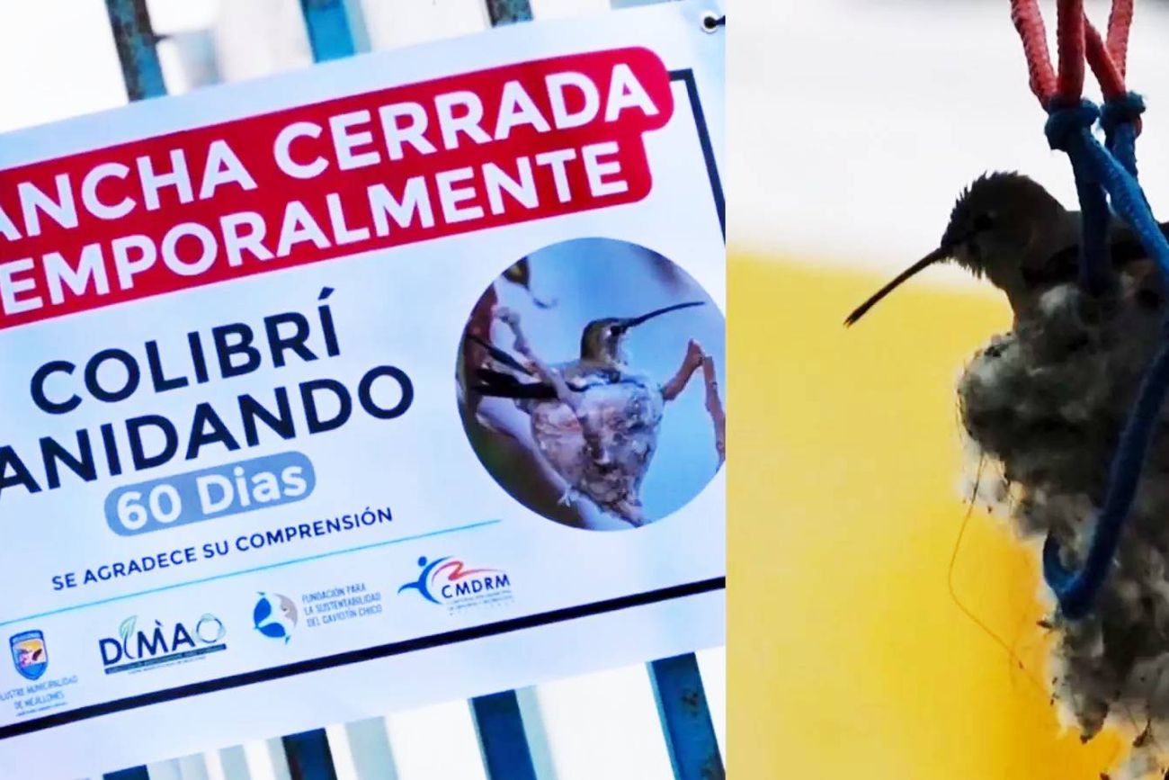 Hallan nido de colibrí en un aro de básquet.