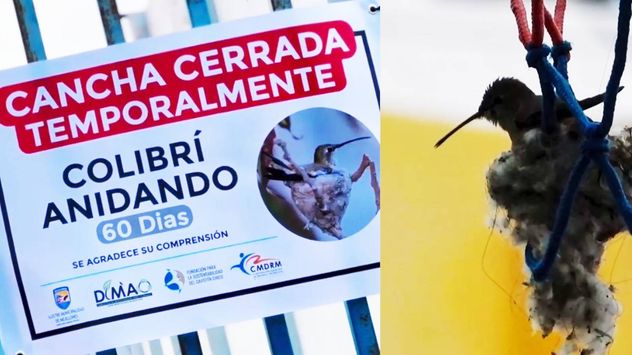 Hallan nido de colibrí en un aro de básquet.