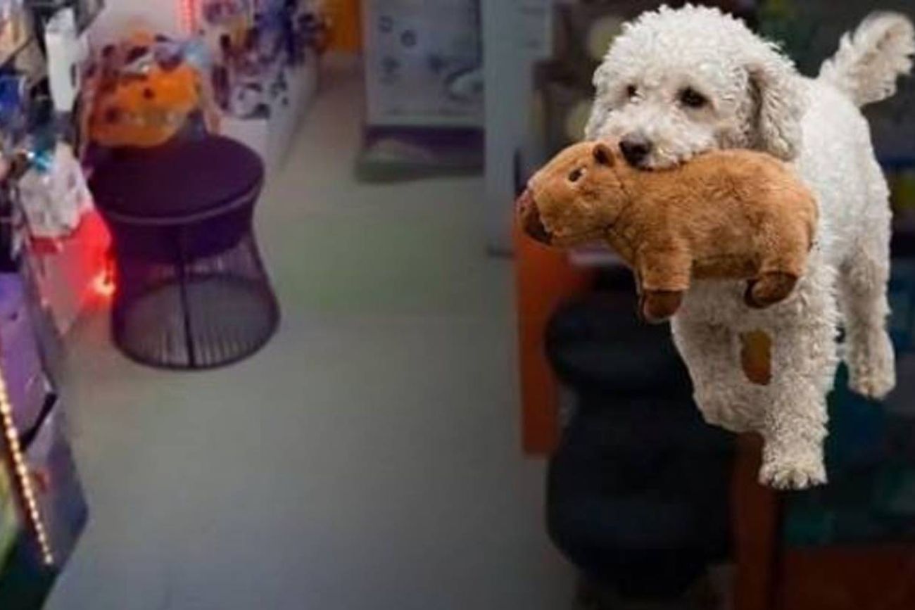 Shaka, el caniche que se robó un peluche. Imagen ilustrativa.