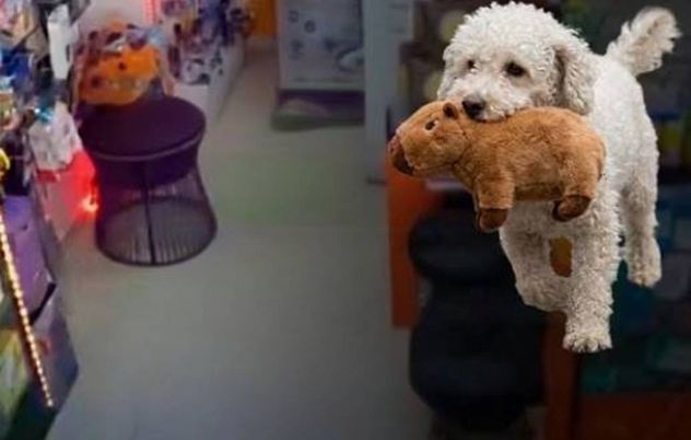 Shaka, el caniche que se robó un peluche. Imagen ilustrativa.