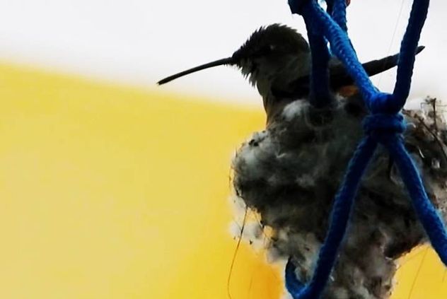 Hallan nido de colibrí en un aro de básquet.