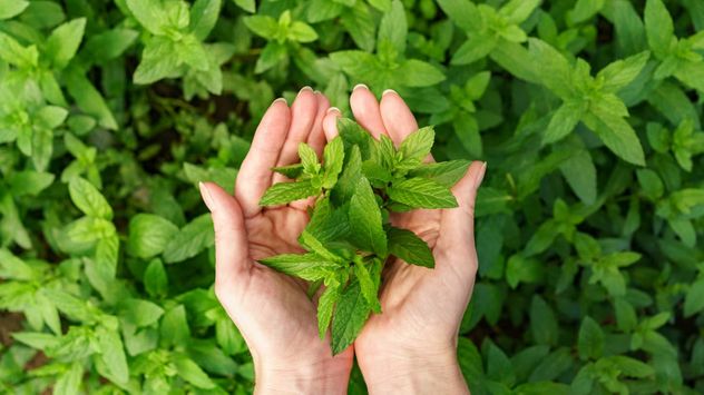 Para qué sirve llevar una hoja de menta en el bolsillo y por qué muchos la usan como amuleto.