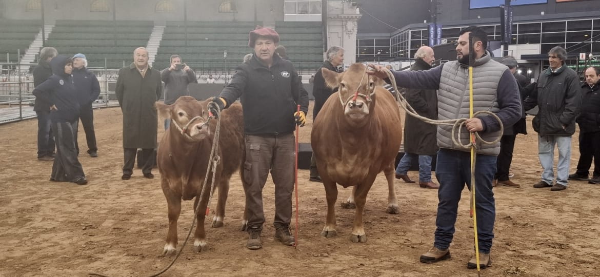 TINI TINI Y DE PAUL. Los animales con el nombre de la cantante y el jugador de fútbol fueron los primeros en entrar a la Expo Rural de Palermo 2026. 