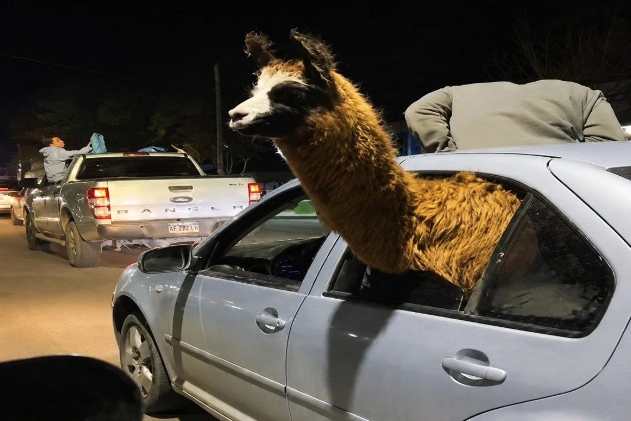 Llevó una llama en su auto durante los festejos del Mundial en Mendoza y lo denunciaron
