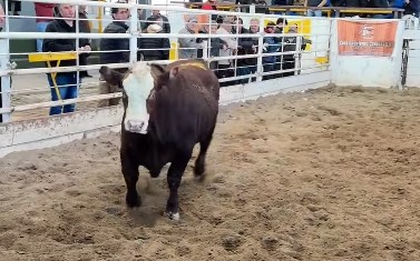 GORDOS. Los novillos entre 350 y 400 kilos se subastaron a $ 4.900. Un 6,4% más que la semana pasada.