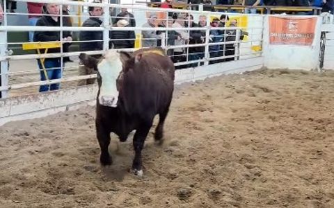GORDOS. Los novillos entre 350 y 400 kilos se subastaron a $ 4.900. Un 6,4% más que la semana pasada.