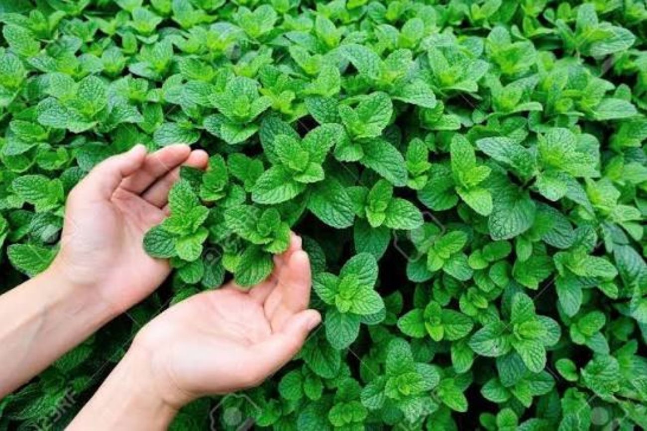 Para qué sirve llevar una hoja de menta en el bolsillo y por qué muchos la usan como amuleto.