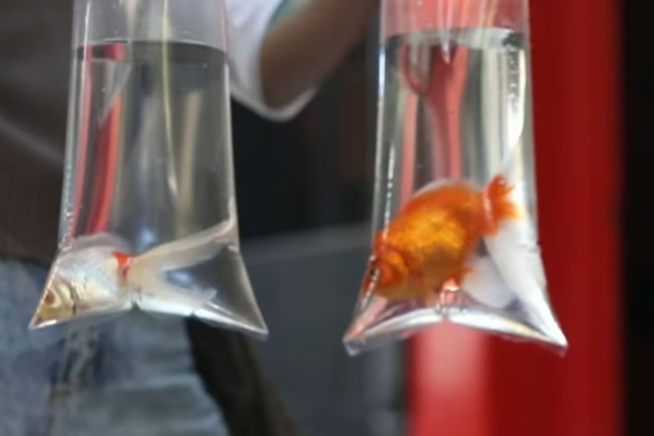 Argentina: reconocieron a dos peces como "seres sintientes" y ordenaron su rescate por maltrato