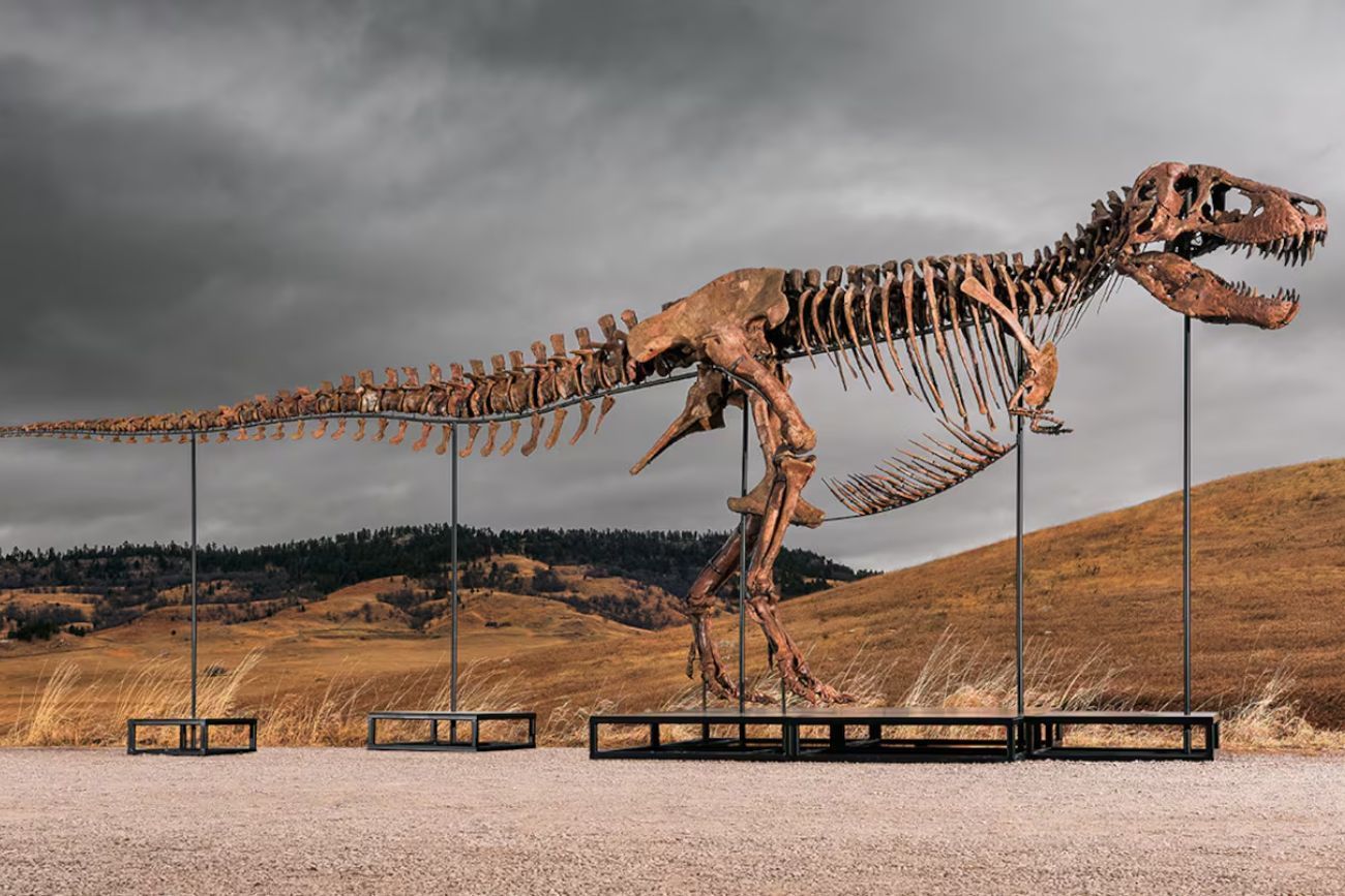 Subastaron un T-Rex por más de 50 millones de dólares y es el fósil más caro de la historia