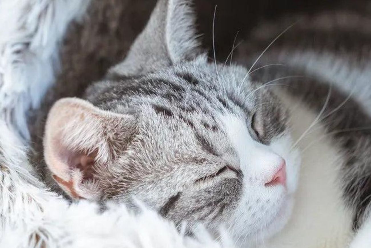 Los saco-camas para gatos ayudan a conservar el calor corporal y recrean un refugio similar a una madriguera, uno de los lugares favoritos de los felinos para descansar durante el invierno.