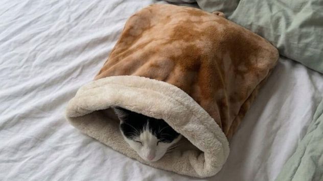Los saco-camas para gatos ayudan a conservar el calor corporal y recrean un refugio similar a una madriguera, uno de los lugares favoritos de los felinos para descansar durante el invierno.
