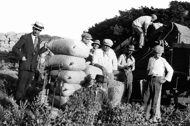 Los pioneros del girasol.