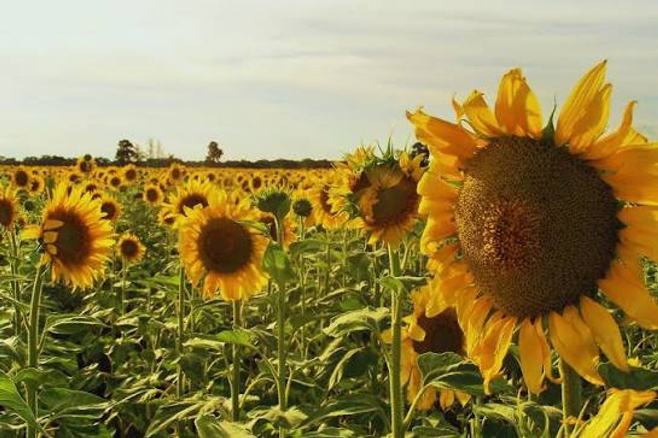 La patriada del girasol: el experimento de 1945 que transformó el sur cordobés