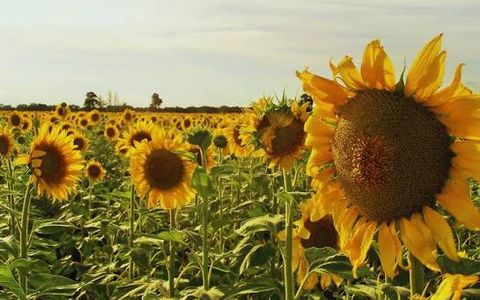 EL INICIO DEL GIRASOL. En los años 40 un médico italiano probó con sembrar girasol en la provincia, ¿el resultado? Uno de los cultivos más seguro en zonas marginales.