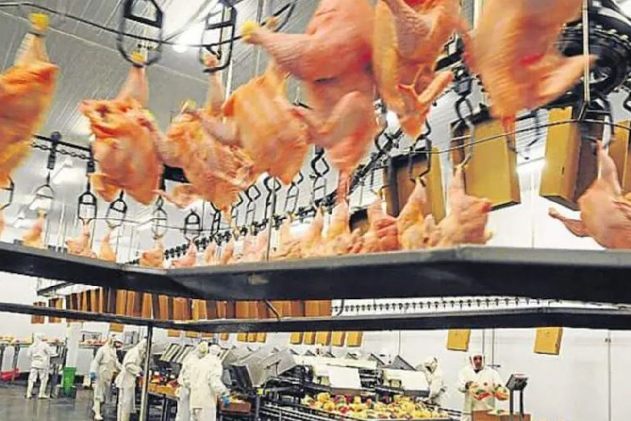 Modelo productivo: Avex fue presentada en su momento como un modelo de integración productiva, desde el huevo, pasando por las granjas, hasta el pollo para la exportación. 