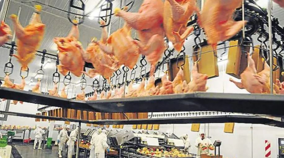 Modelo productivo: Avex fue presentada en su momento como un modelo de integración productiva, desde el huevo, pasando por las granjas, hasta el pollo para la exportación. 