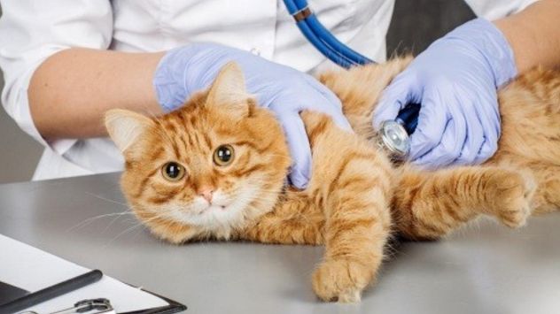 Gusano del corazón en gatos: la enfermedad silenciosa que puede poner en riesgo su vida.
