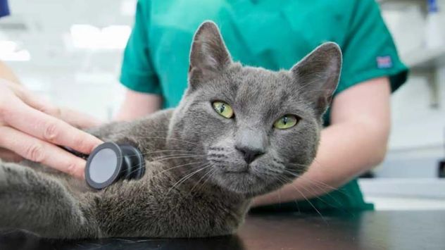 Gusano del corazón en gatos: la enfermedad silenciosa que puede poner en riesgo su vida.