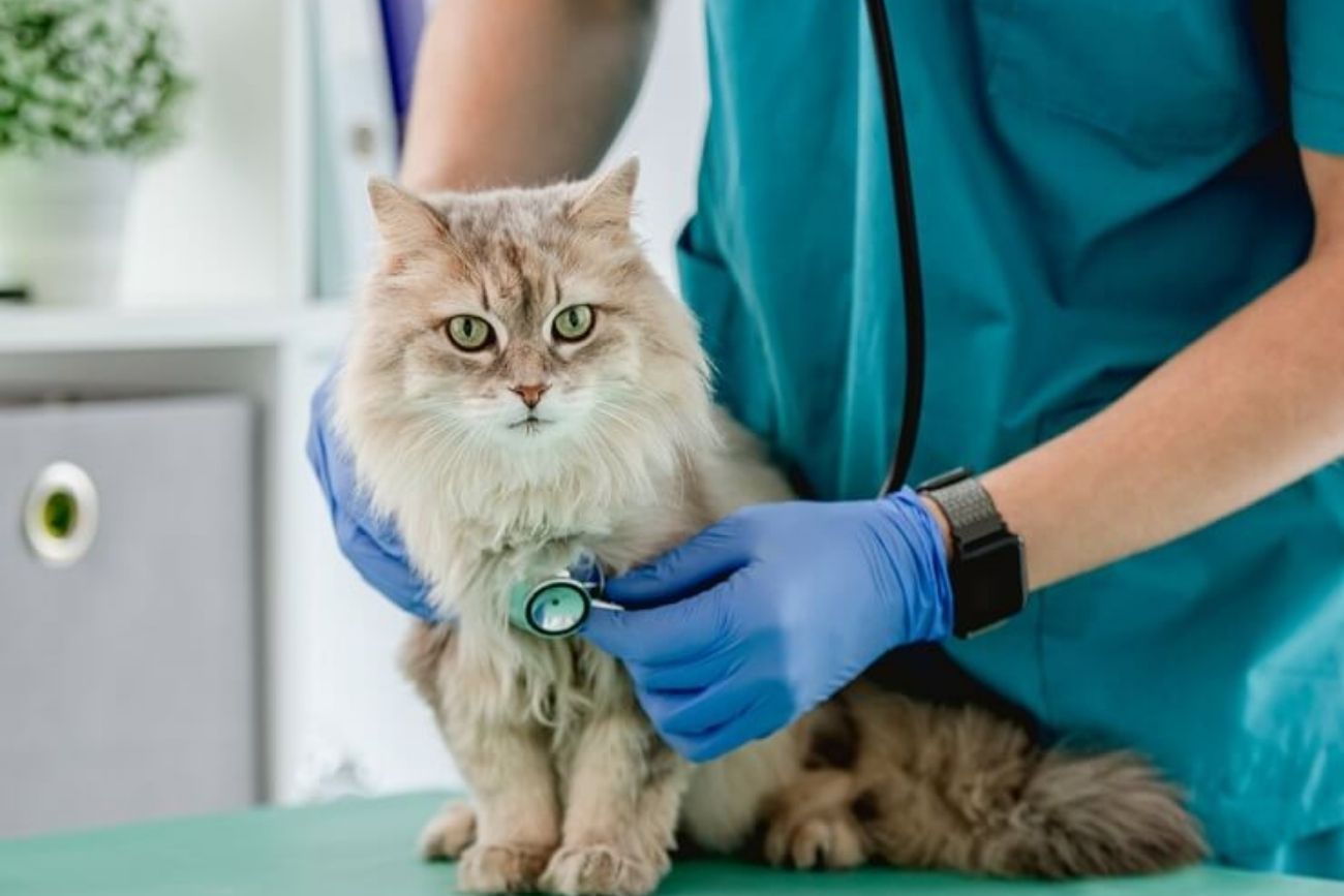 Gusano del corazón en gatos: la enfermedad silenciosa que puede poner en riesgo su vida.
