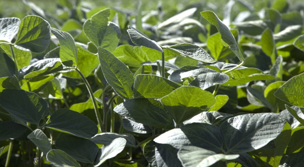 VENTAJAS. Esta variante soporta cuatro familias de herbicidas y se autoprotege contra diferentes tipos de plagas.