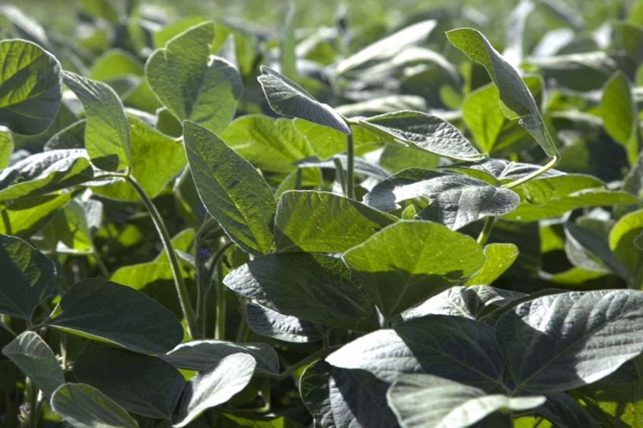 VENTAJAS. Esta variante soporta cuatro familias de herbicidas y se autoprotege contra diferentes tipos de plagas.