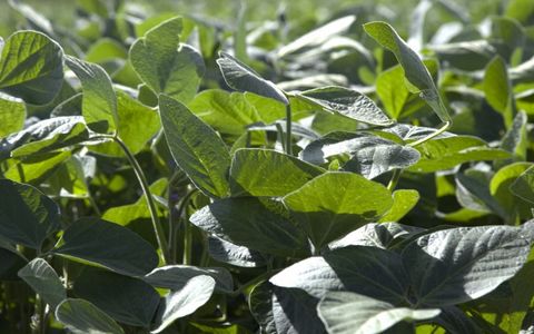 VENTAJAS. Esta variante soporta cuatro familias de herbicidas y se autoprotege contra diferentes tipos de plagas.