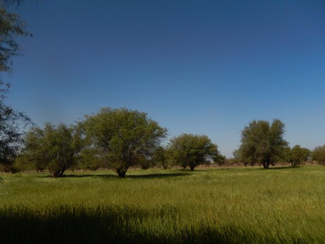 Algarrobal en un campo de trigo. El algarrobo sostiene biodiversidad, producción y cultura.