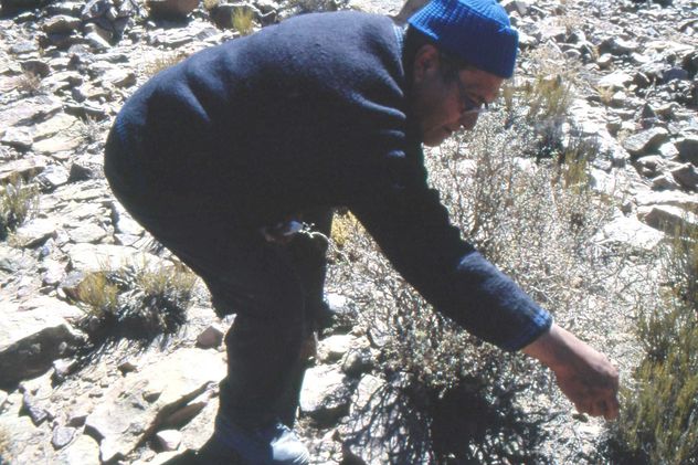 De Don Fausto, líder atacameño, aprendió que detrás de cada planta hay siglos de observación y sabiduría.