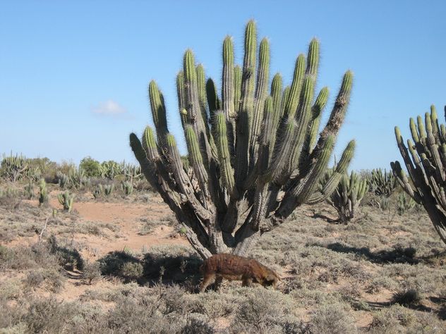El cardón dejó de ser un simple cactus para convertirse también en aliado de la producción y la conservación.