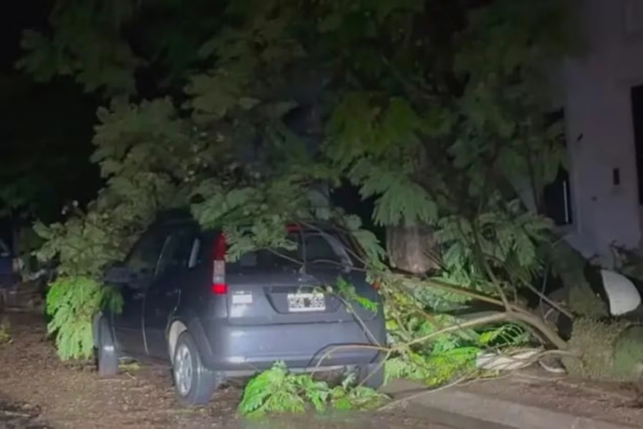 Entre Ríos: una mujer murió aplastada por un árbol tras un feroz temporal en Concordia. (Imagen ilustrativa)