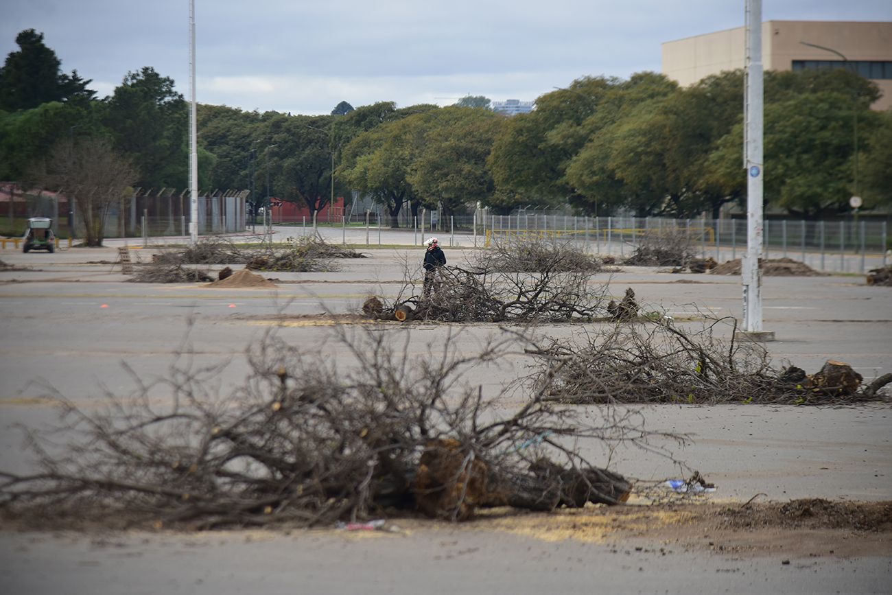 Tala de arboles en el viejo estacionamiento del Estadio Kempes. (Pedro Castillo / La Voz)