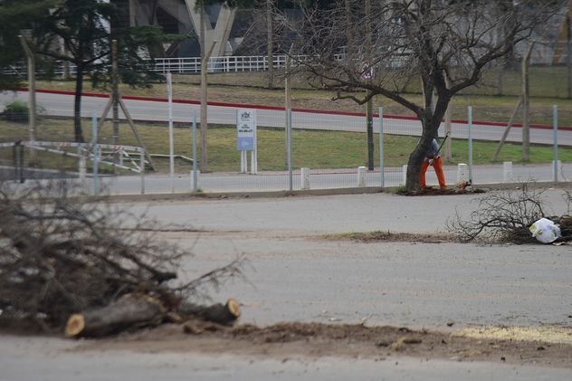 Tala de arboles en el viejo estacionamiento del Estadio Kempes (Pedro Castillo / La Voz)