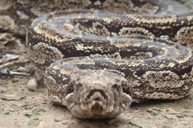 Así es una boa constrictor occidentalis