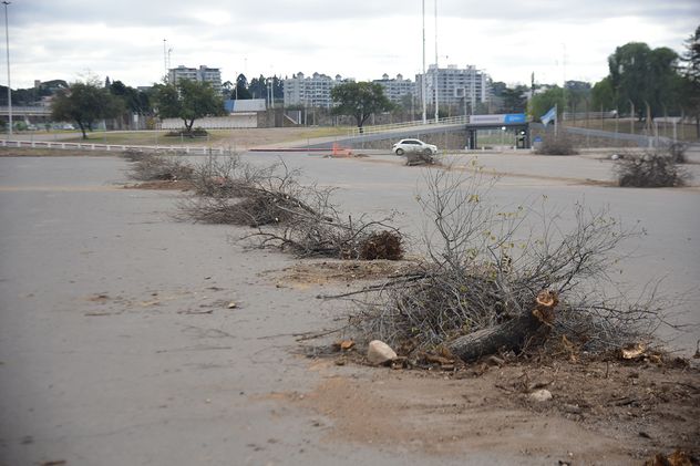 Tala de arboles en el viejo estacionamiento del Estadio Kempes. (Pedro Castillo / La Voz